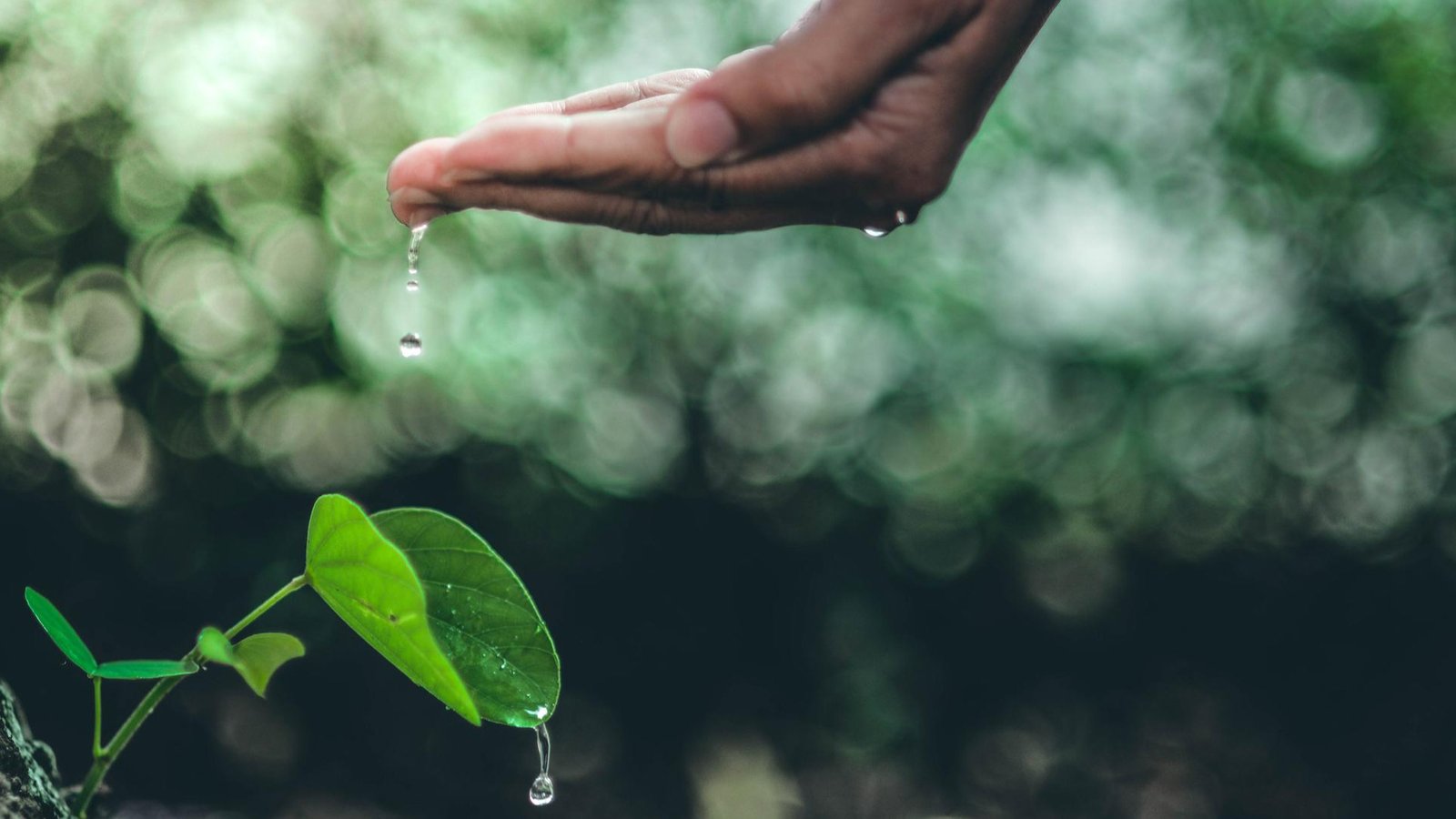 Sustainable Forest and Water Conservation for a Greener Future
