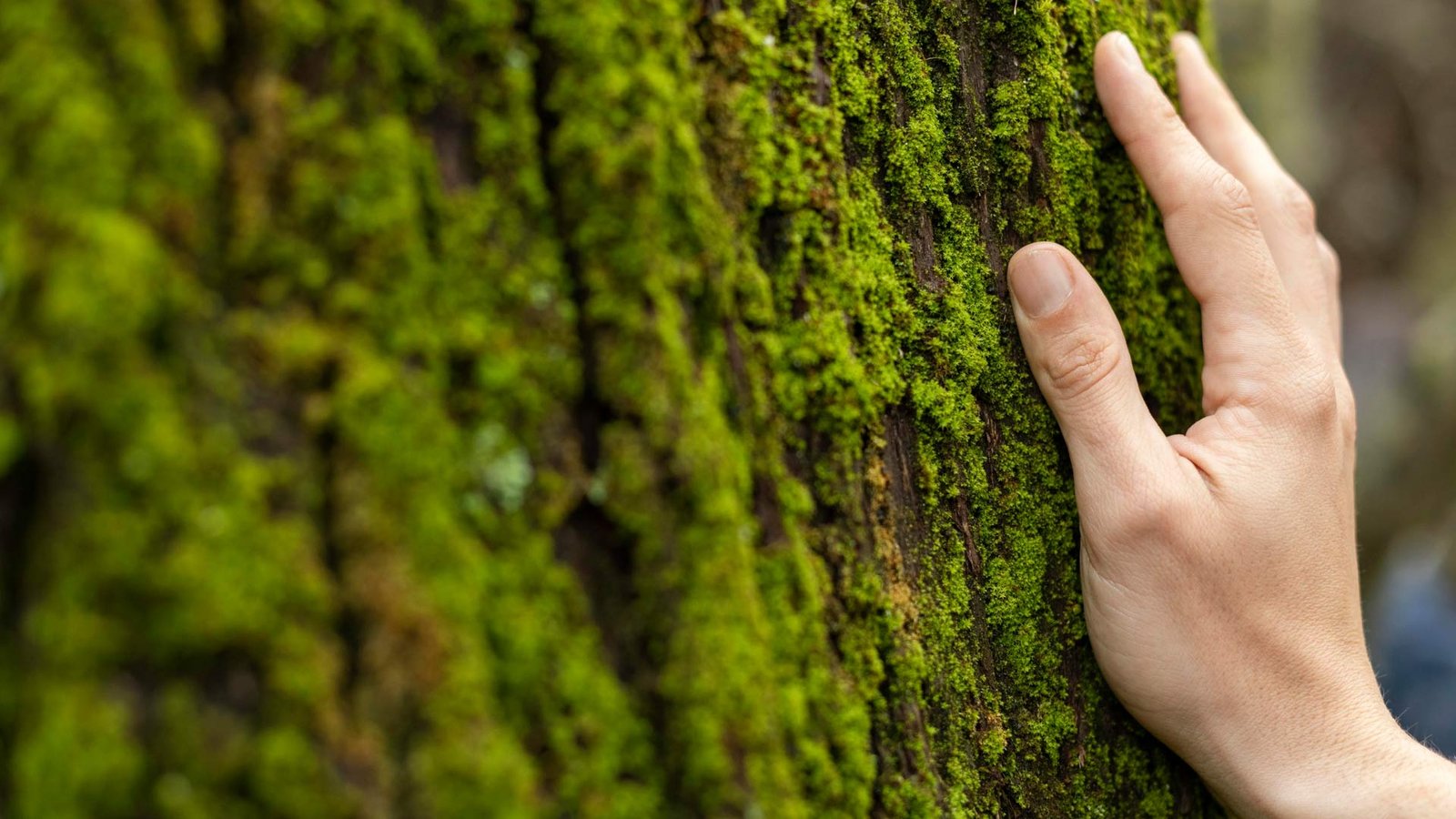 BioBond Unveils Eco-Friendly BioBond Wood Adhesive That Outperforms Glue